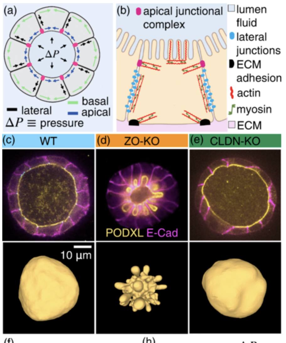 Control of Lumen Morphology by Lateral and Basal Cell Surfaces