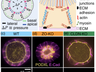 Control of Lumen Morphology by Lateral and Basal Cell Surfaces