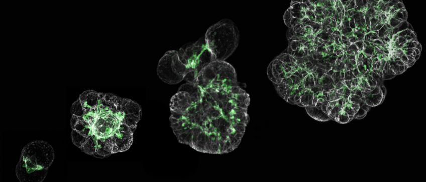 Morphogenesis of hepatocyte organoids, showing the formation of apical domains where bile is released in green. Morphogenesis of hepatocyte organoids, showing the formation of apical domains where bile is released in green.