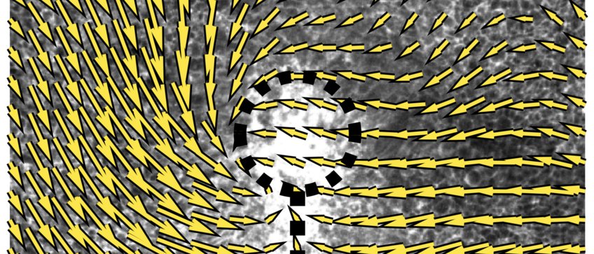 Flow of cells during left/right symmetry breaking in the node of a quail embryo Flow of cells during left/right symmetry breaking in the node of a quail embryo